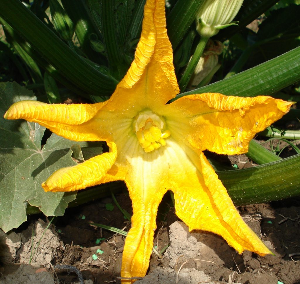 Flor de la Calabaza
